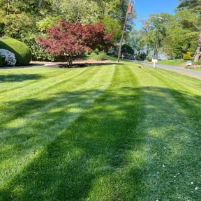 turf maintenance by Scube and Sons reviewed on September 30, 2024