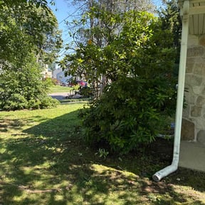 Bush Trimming by Sunnyside Lawn care reviewed on August 20, 2025