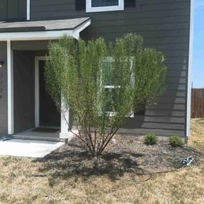 Bush Trimming by Tilcco reviewed on August 19, 2025