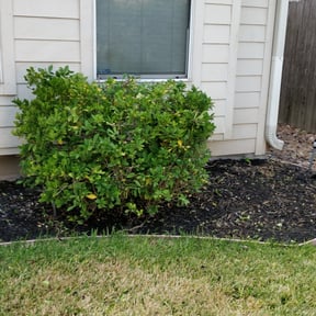 Bush Trimming by Quality Cuts lawncare reviewed on August 21, 2025