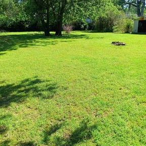 lawn care services by Major Services reviewed on June 7, 2024