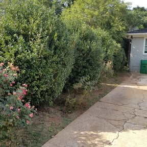 Bush Trimming by Yanez Brothers Landscaping reviewed on August 15, 2025