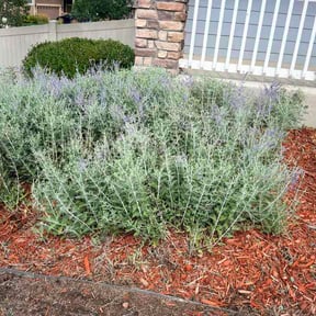Bush Trimming by Achilles Lawn Care Service reviewed on August 2, 2026