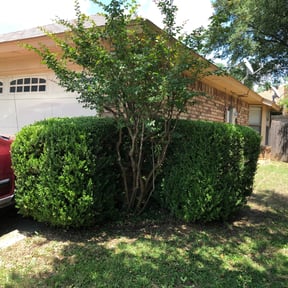Bush Trimming by Mahan lawn care reviewed on August 17, 2025