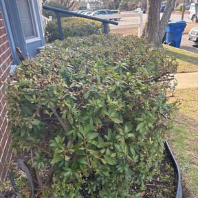 Bush Trimming by Jeff's Lawn service reviewed on August 19, 2025