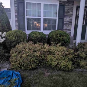 Bush Trimming by Achconstructionandlandscaping reviewed on July 13, 2026