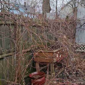 Bush Trimming by Accelerated Services reviewed on April 2, 2026