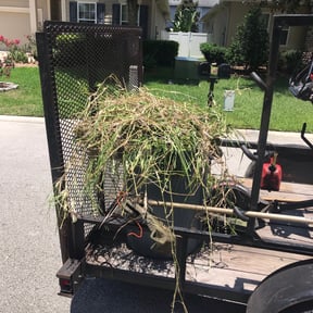 Bush Trimming by Absolute groundskeeping LLC reviewed on November 24, 2025