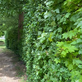 Bush Trimming by Tree o five landscaping llc  reviewed on August 16, 2025