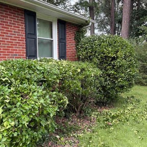 Bush Trimming by Elite Lawn Care LLC reviewed on August 15, 2026
