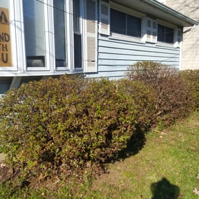 Bush Trimming by ADG Lawncare Services, LLC reviewed on August 18, 2025