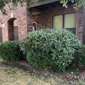 Bush Trimming by Dxd lawn care reviewed on August 17, 2025