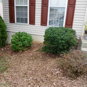 Bush Trimming by Precise Lawn Care reviewed on August 18, 2025