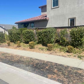 Bush Trimming by Clover construction LLC reviewed on August 20, 2025