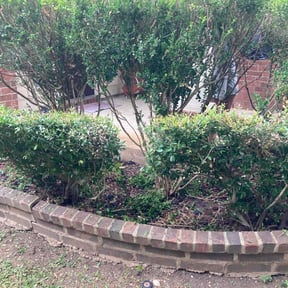 Bush Trimming by Hensley Property Management reviewed on August 15, 2025