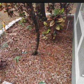 Leaf Removal by DR Lawn Care Services reviewed on August 19, 2025