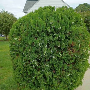 Bush Trimming by Scott Bensing Lawn Care reviewed on October 24, 2025