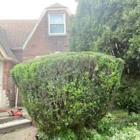 Bush Trimming by Javier&#039;s Lawn Care Services reviewed on November 19, 2025