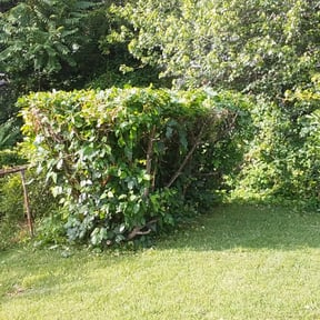 Bush Trimming by Home services reviewed on August 21, 2025