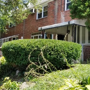 Bush Trimming by Y&R reviewed on August 19, 2025