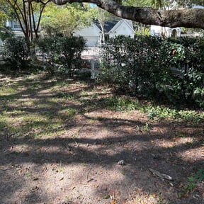 Bush Trimming by GAO &amp; Associates reviewed on November 10, 2025