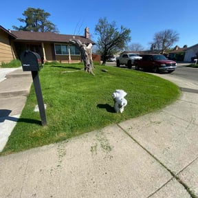 residential landscaping by Southern Hospitality lawn & household care reviewed on August 17, 2025