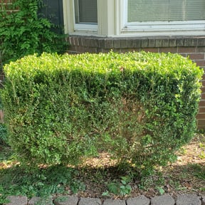 Bush Trimming by 3GUYSLAWNCARE reviewed on August 19, 2025