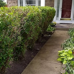 Bush Trimming by Soundview Lawn Care reviewed on August 19, 2025
