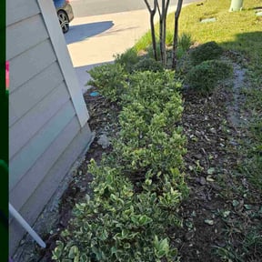 Bush Trimming by Spot On Lawn Care reviewed on November 26, 2025