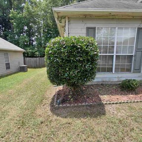 Bush Trimming by Pro Cut’s Landscaping reviewed on July 7, 2026