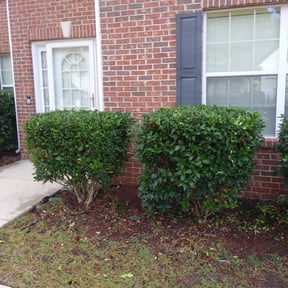 Bush Trimming by Myaboo Enterprises llc reviewed on August 20, 2025