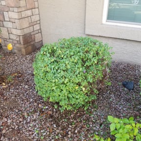 Bush Trimming by Cornerstone Properties and Rentals reviewed on August 21, 2025