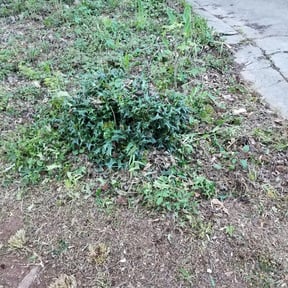 Bush Trimming by Green Living reviewed on August 16, 2025