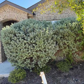 Bush Trimming by Black horse reviewed on October 23, 2025