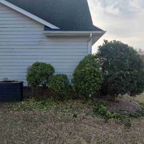 Bush Trimming by Yards Done Daily reviewed on March 10, 2026