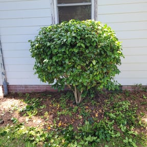 Bush Trimming by Ace lawn service reviewed on August 17, 2025