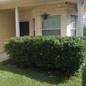 Bush Trimming by Creech Family Services reviewed on August 19, 2025