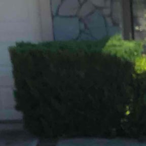 Bush Trimming by Double J Professional Services, LLC reviewed on August 20, 2025
