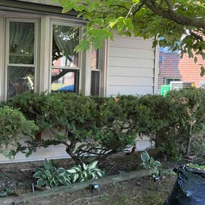 Bush Trimming by Iconic Mowing LLC reviewed on June 22, 2026