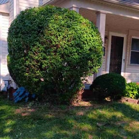 Bush Trimming by McNeil's lawn care & maintenance reviewed on August 20, 2025
