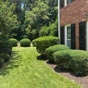 Bush Trimming by Hl landscaping reviewed on July 6, 2026