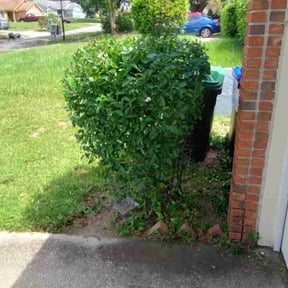 Bush Trimming by Rodriguez Gardening reviewed on August 21, 2025