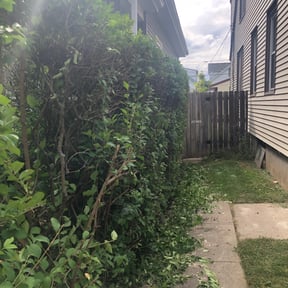 Bush Trimming by Sun city lawn care reviewed on August 19, 2025