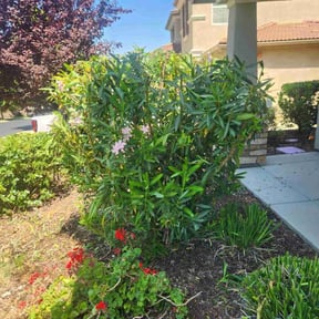 Bush Trimming by SacTown Clean Green Services LLC reviewed on May 7, 2025