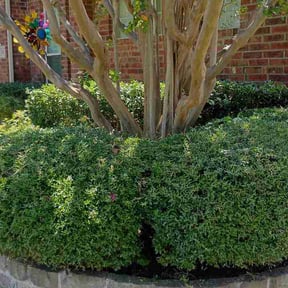 Bush Trimming by Unicorn Properties WTX LLC reviewed on August 24, 2026