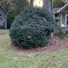 Bush Trimming by Contreras Outdoors reviewed on May 3, 2024