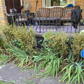 Bush Trimming by Lux Landscaping reviewed on November 24, 2025