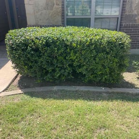 Bush Trimming by Parrish Lawn Care reviewed on November 19, 2025