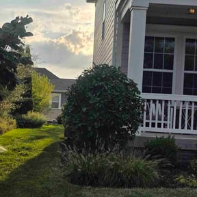 Bush Trimming by Green Cutterz LLC reviewed on November 25, 2025