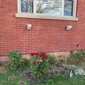 Bush Trimming by Lawn care services reviewed on June 12, 2026
